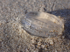 Pleurobrachia pileus