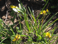 Albuca nelsonii