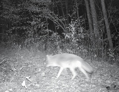 Canis latrans thamnos