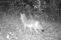 Canis latrans thamnos