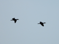 Phalacrocorax fuscicollis