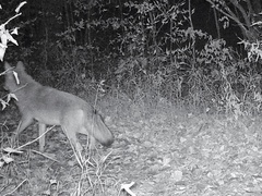 Canis latrans thamnos