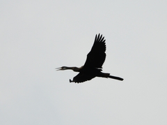 Anhinga melanogaster