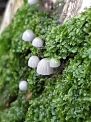 Basidiomycota