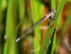 Pseudagrion kersteni