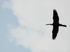 Anhinga melanogaster