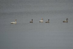 Cygnus columbianus bewickii
