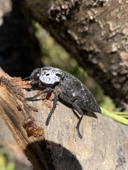 Capnodis tenebrionis