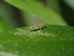 Eupteryx