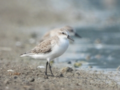 Calidris ruficollis