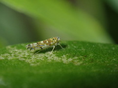 Eupteryx