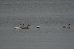 Cygnus columbianus bewickii