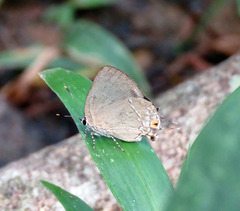 Ostrinotes halciones