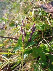 Soldanella