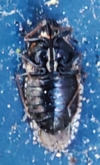 Dictyla echii