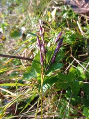 Soldanella