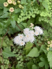 Ageratina glechonophylla