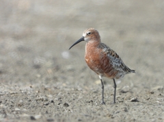 Calidris ferruginea