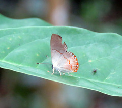 Euselasia ignitus