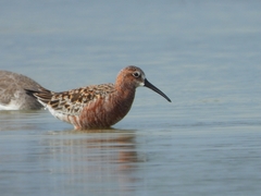 Calidris ferruginea