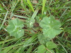 Alchemilla vulgaris
