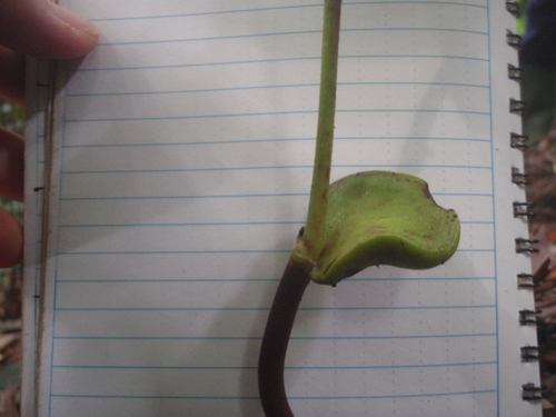 Gigasiphon macrosiphon