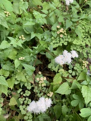 Ageratina glechonophylla