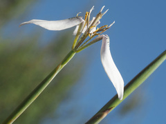 Moraea brevistyla
