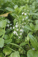 Veronica catenata