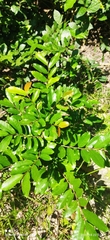 Polyalthia suberosa