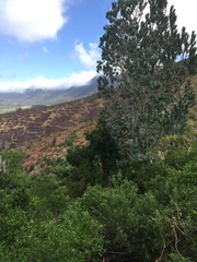 Leucadendron argenteum