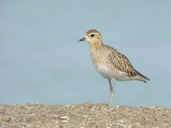 Pluvialis fulva