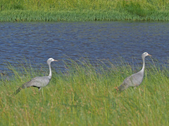 Anthropoides paradiseus