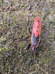 Macrocheraia grandis