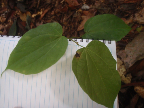Gigasiphon macrosiphon, photograph 2