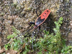 Macrocheraia grandis