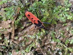 Macrocheraia grandis