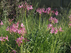 Nerine bowdenii