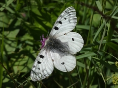 Parnassius phoebus