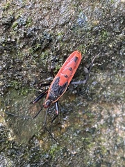 Macrocheraia grandis