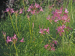 Nerine bowdenii