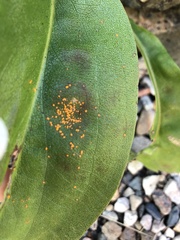 Coleosporium
