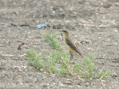 Motacilla tschutschensis
