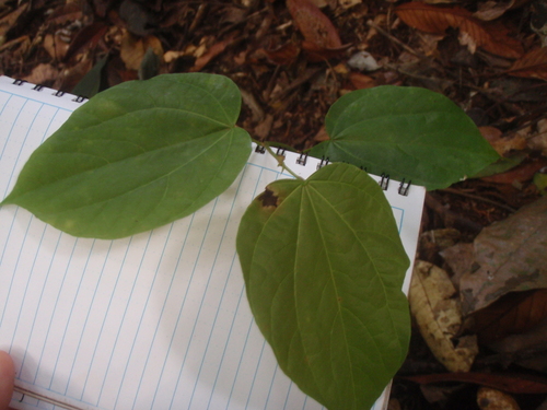 Gigasiphon macrosiphon, photograph 3