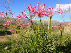 Nerine bowdenii