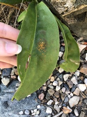 Coleosporium