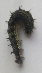 Aglais milberti