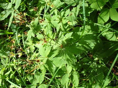 Geranium sylvaticum