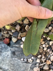 Coleosporium