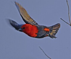 Amblyramphus holosericeus